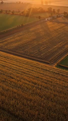 Vertical drone ascent over golden fields at sunset capturing sunbeams and passing cars