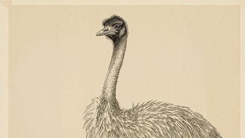 Emu line drawing on beige background