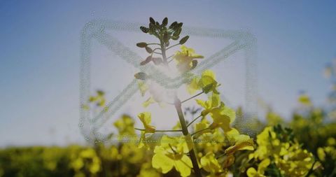 Glowing Flower Stalk with Dew and Lens Flare in Sunny Blossom Field