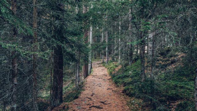 This photo depicts a tranquil forest pathway winding through dense pine trees. The scene exudes calmness and invites one to take a stroll in nature. Perfect for projects related to outdoor activities, wildlife, hiking, environmental conservation, or promoting relaxation and mental well-being.