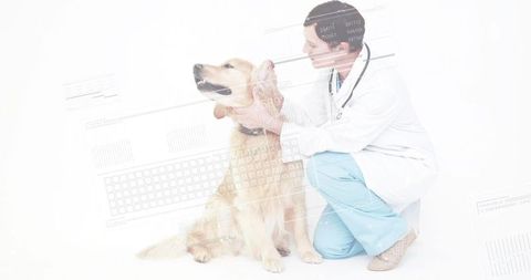 Veterinarian Examining Golden Retriever Holding Head Gently in High-Key Clinic Portrait