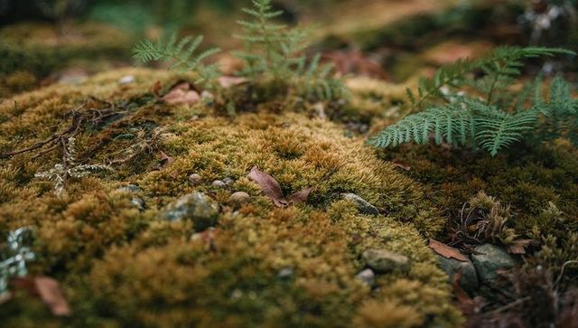 Mossy woodland floor macro with fern fronds, textured groundcover, stones and autumn leaves