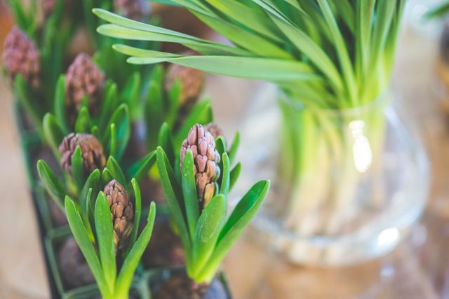 Blooming Hyacinth Bulbs in Garden Nursery - Download Free Stock Photos Pikwizard.com