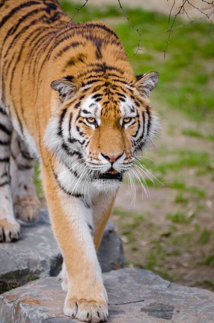 Tiger walking purposefully through a forested area. Ideal for wildlife conservation topics, nature documentaries, predator behavior studies, and educational materials about big cats.