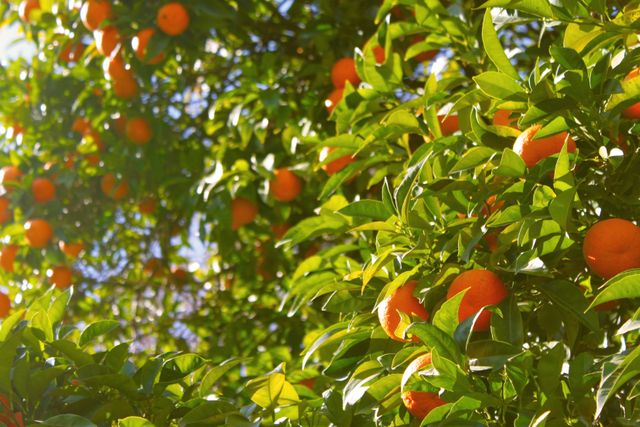 Sunlit orange grove with ripe oranges hanging among green leaves. Ethereal sunlight filters through branches, highlighting the lush green and bright orange. Perfect for use in agricultural advertisements, promoting fresh produce, nature backgrounds, or as a vibrant, natural wall art piece in interiors.