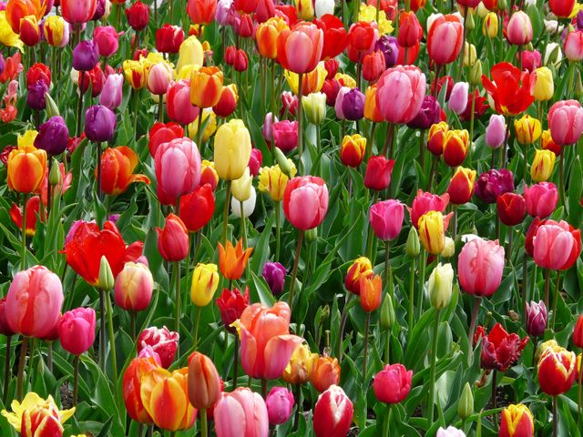 Lush garden filled with a variety of vivid tulips in full bloom during spring. Tulip shapes and colors include red, yellow, pink, purple, and orange, creating a dynamic and vibrant visual. Best for promoting springtime activities, floriculture, gardening ideas, nature appreciation, festive decorations, and visual motifs for celebratory print materials.