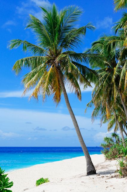 Tranquil Tropical Beach with Palm Trees and Clear Blue Water - Download Free Stock Photos Pikwizard.com
