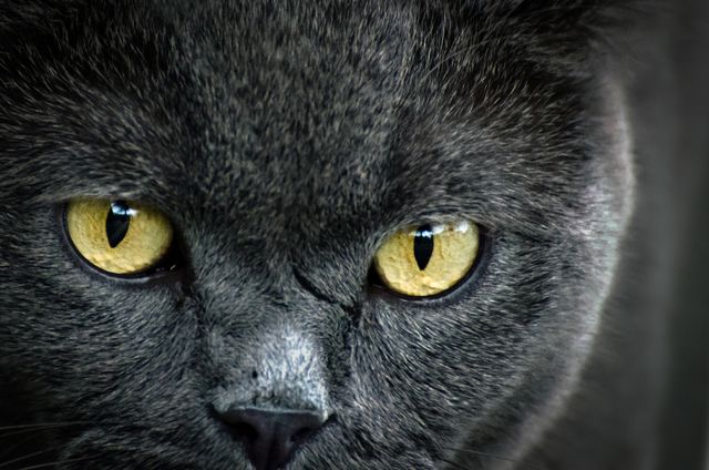 Close-up captures intense gaze of grey cat with yellow eyes. Perfect for pet care, animal lover websites, veterinary clinics, and cat-themed merchandise. Highlights feline curiosity and beauty.