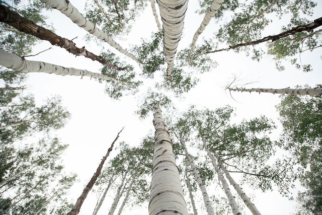 Looking Up at Tall Birch Trees - Download Free Stock Photos Pikwizard.com