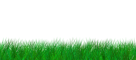 Lush green grass with transparent background for creative projects