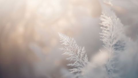 Frosted feathery grass plumes glowing in soft backlight with ice crystals and warm bokeh