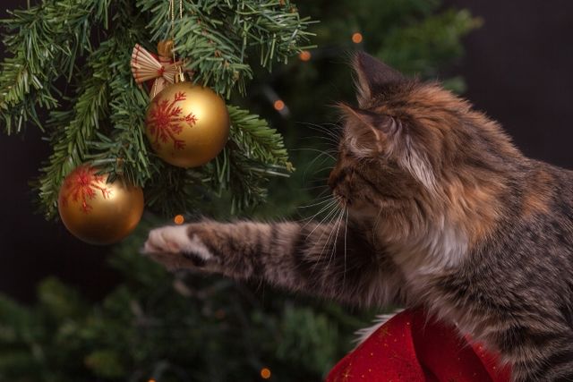 A fluffy cat is reaching out to touch golden ornaments hanging on a decorated Christmas tree. The image captures the playful and curious nature of the cat during the holiday season. This image can be used in websites, social media posts, or advertisements related to Christmas, pets, and festive decorations, highlighting the joyous and heartwarming moments of the holiday.