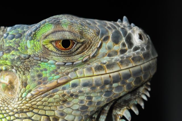 Detailed headshot of iguana showing intricate scales and patterns; ideal for use in educational material on reptiles, wildlife magazines, animal websites, and nature documentary covers.