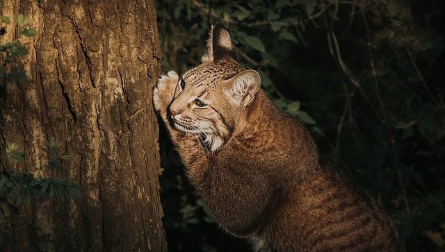 Leaning bobcat scratching tree trunk in woodland understory, nocturnal wildcat close-up