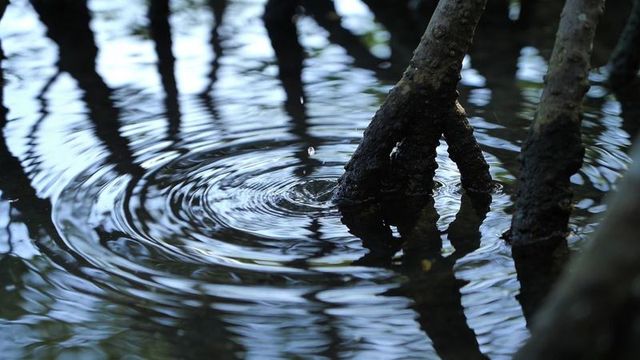 Mangrove roots creating circular ripples in shallow tidal pool with serene droplet reflection