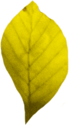 digital illustration of yellow leaf on transparent background - Download Free Stock Videos Pikwizard.com
