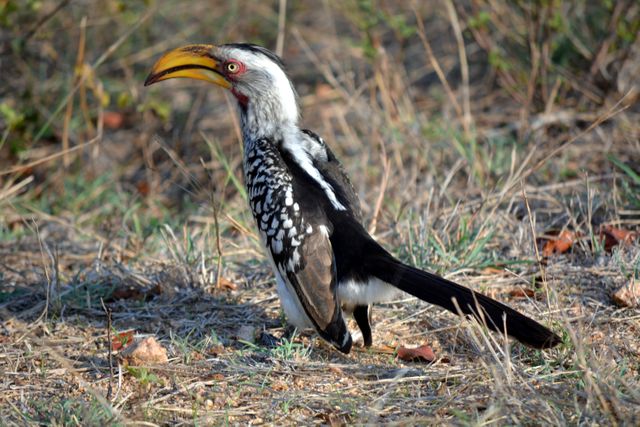 Southern yellow-billed hornbill, also known as 'flying banana', is standing on the ground. It features a prominent yellow bill, black and white plumage, and distinctive markings. Suitable for wildlife conservation, nature reserve promotions, educational content on African birds, and birdwatching publications.