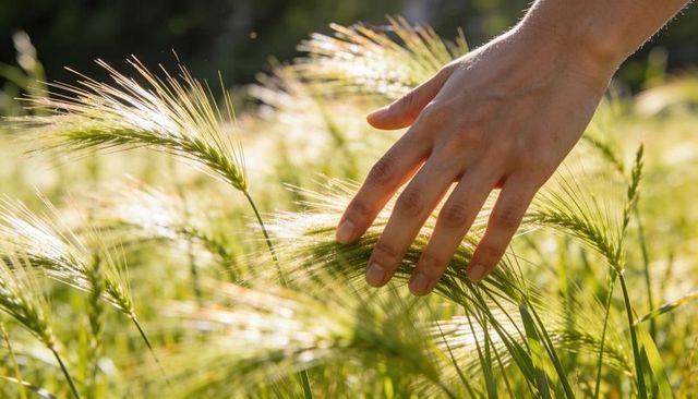 Hand grazing sunlit barley awns in golden meadow, closeup of bare forearm touching grass