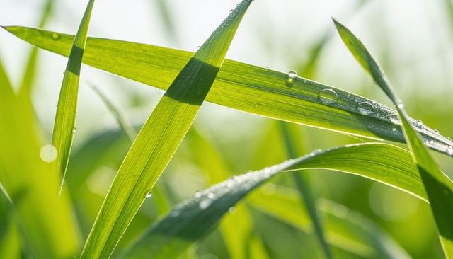 Glistening backlit grass blades with dew droplets and soft bokeh morning light