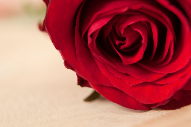 Close-up of red rose against wooden background