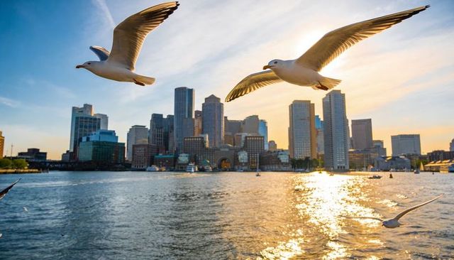 Seagulls soaring over sunlit harbor at sunset with city skyline and sparkling reflections