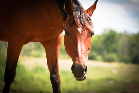 Close-up view of a brown funny horses in pastoral landscape