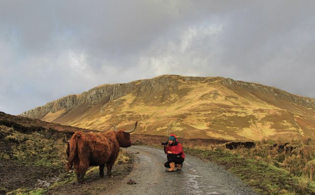 Hiker Photographs Highland Cow on Mountain Road - Download Free Stock Images Pikwizard.com