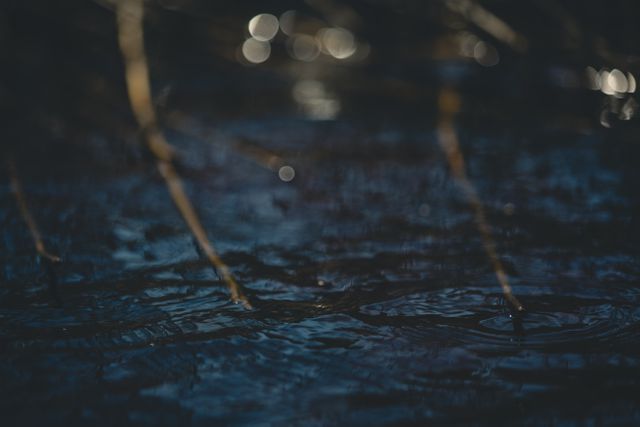 Natural Twigs in Dark Tranquil Water with Bokeh Effect - Download Free Stock Images Pikwizard.com