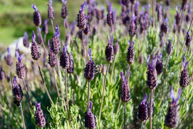 Closeup of Bumblebee Pollinating French Lavender in Garden - Download Free Stock Photos Pikwizard.com