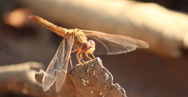 Insect Arthropod Scorpion - Download Free Stock Photos Pikwizard.com