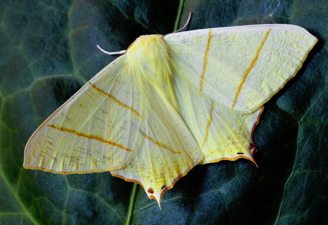 Lemon Moth on Green Leaf Showing Irridescent Wing Patterns - Download Free Stock Photos Pikwizard.com