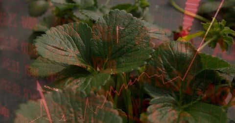 Greenhouse strawberry leaves overlaid with red stock market chart showing growth trend