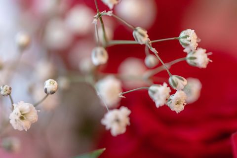 Delicate baby's breath blossoms with soft red bokeh macro romantic floral detail