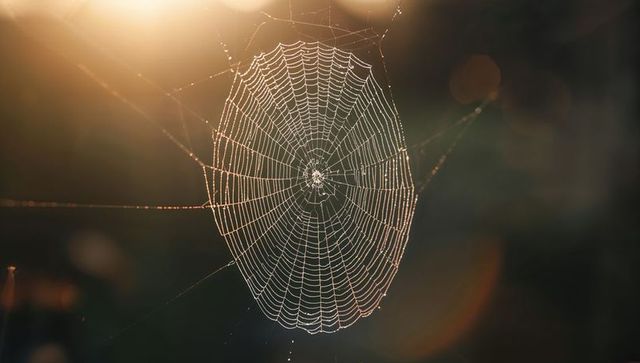 Glistening Spider Web in Morning Sunlight with Dew Droplets