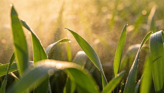 Sunlit dew on single green leaf blade with spider silk and golden morning bokeh