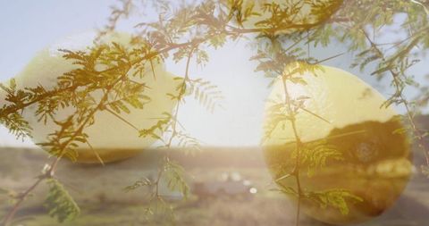 Nature Magic: Thorny Branches and Mystical Yellow Lights in Desert