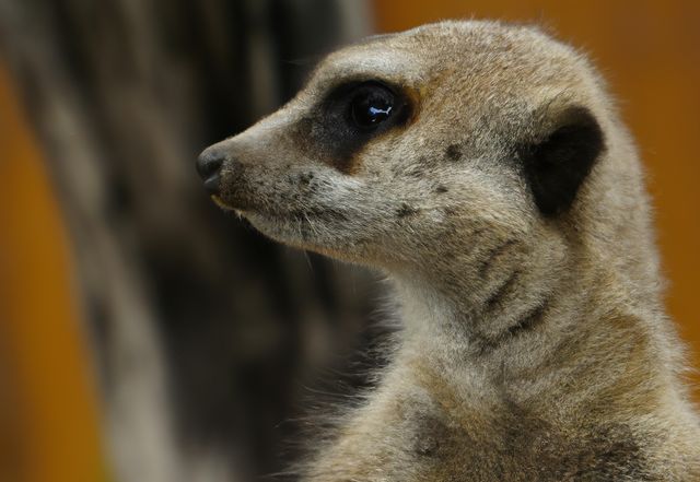 Close up of meerkat created using generative ai technology. Animals, wildlife and nature concept, digitally generated image.