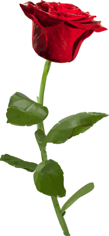Transparent Red Rose Bloom on Green Stem Vector Illustrations