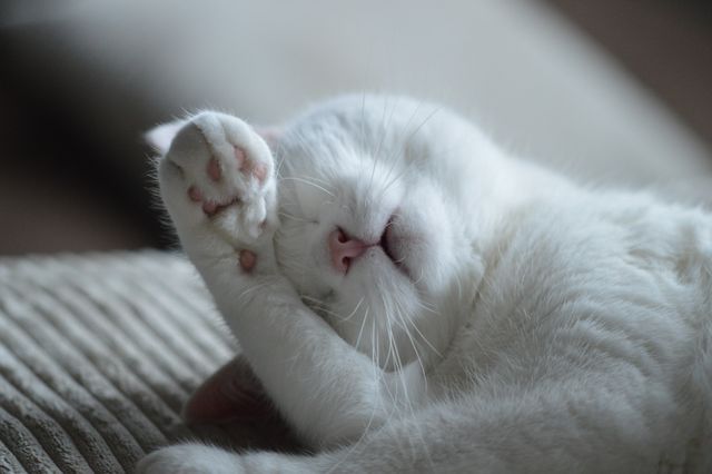 Adorable White Cat Relaxing and Sleeping Peacefully - Download Free Stock Photos Pikwizard.com