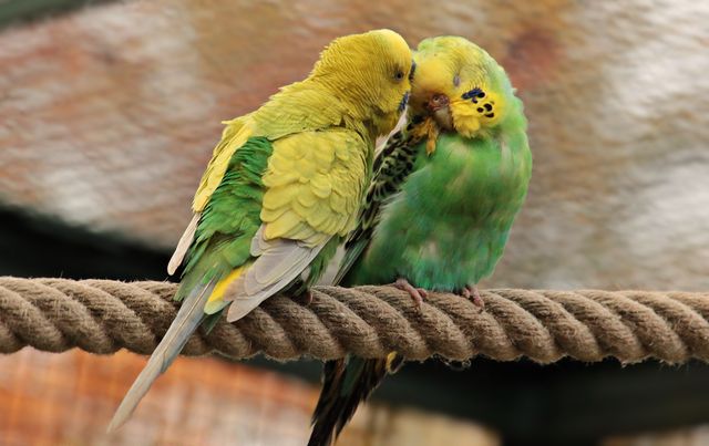 Two budgerigars, also known as parakeets, perch closely on a rope, showing affectionate behavior. Their feathers are primarily green and yellow, creating a vibrant scene against the natural aviary background. Ideal for illustrating bird behavior, pet care, wildlife documentaries, and adding a touch of nature to environmental conservation projects.