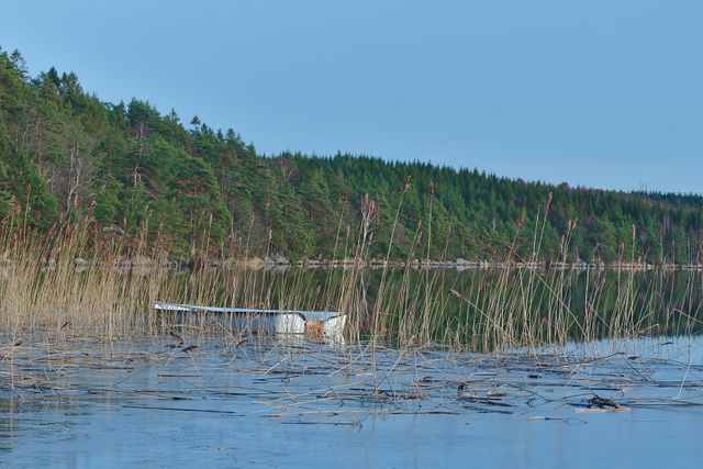 Abandoned Boat in Reeds by Calm Lake with Forested Shoreline - Download Free Stock Photos Pikwizard.com