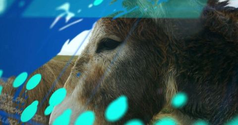 Donkey in rural landscape with futuristic digital overlay