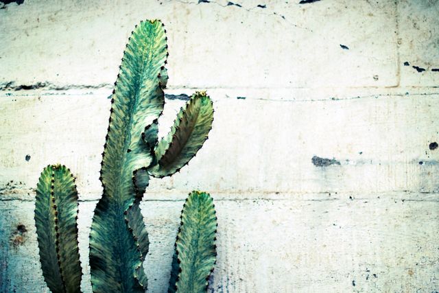 Close-up view of a cactus with green tones against a rough, textured concrete wall background. Ideal for use in nature-themed projects, environmental campaigns, or interior design inspirations with a focus on minimalism and urban aesthetics.