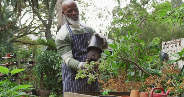 Senior Man Gardening and Transplanting Plants in Backyard Garden - Download Free Stock Images Pikwizard.com