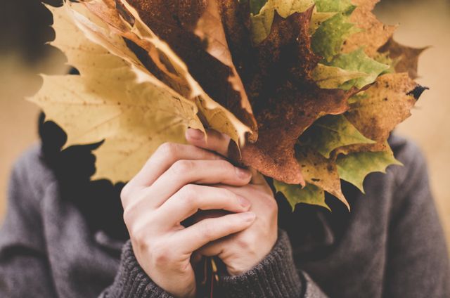 Person holding bundle of colorful autumn leaves, focusing on hands and leaves rather than face, creating a cozy, fall atmosphere. Ideal for seasonal promotions, nature-themed content, blog posts about autumn, or marketing materials promoting autumn events.