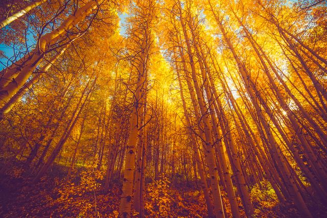 Aspen trees with bright yellow leaves in a dense forest during autumn. Sunlight filters through the foliage, creating a warm, golden glow. Ideal for use in seasonal marketing materials, nature-themed projects, or backgrounds for fall promotions.