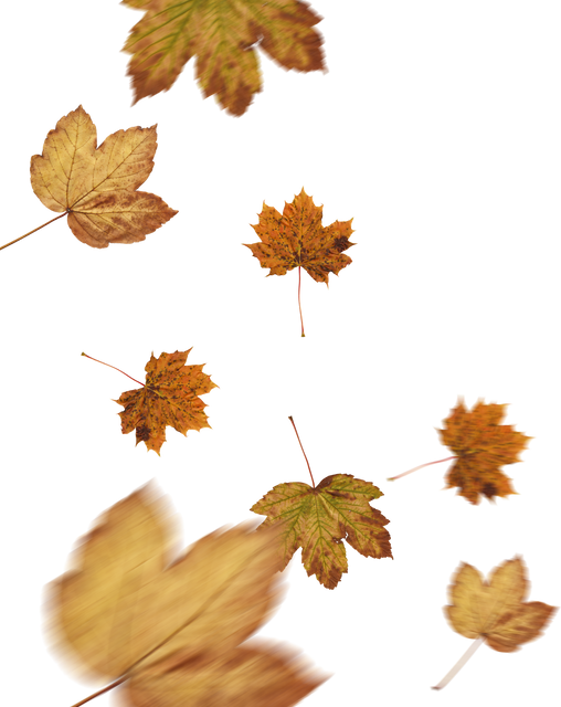 Yellow Autumn Leaves Falling Isolated on Transparent Background - Download Free Stock Videos Pikwizard.com