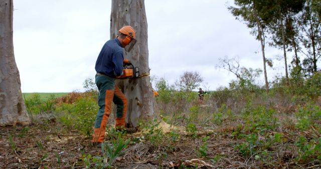 Lumberjack Cutting Tree with Chainsaw Outdoors - Download Free Stock Images Pikwizard.com