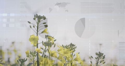 Mustard Flowers with Grid Overlay and Data Visualizations