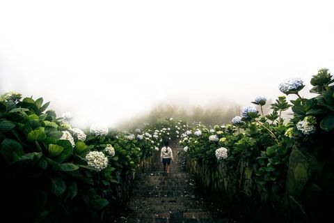 Walking Through Misty Path with Blooming Hydrangeas